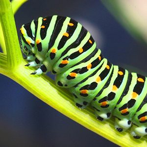 Green caterpillar climbing up a large green leaf.